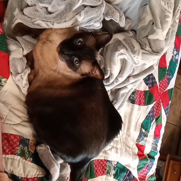 Meet your Posher, Ann - Picture 2 of 7